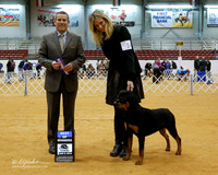 Rottweiler #16 Sun BOW Morgan Keye Lisa & Roger, and Valerie McGraw Judge Dana Cline