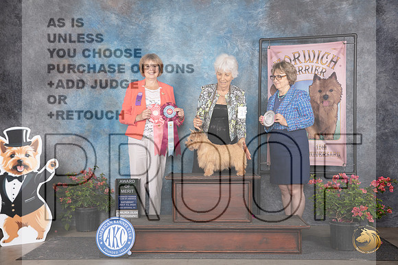Norwich Terrier #15 Sat AOM Judge Cathy Thompson-Morgan__JP_5330_San Antonio_2024_HR3