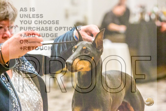Manchester Terrier MTOY Candids-JJL_2247-Hstn2022_HR3