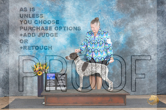 German Shorthaired Pointer #6 Sat  WBBOWM Judge Sharol Candace Way__JP_9711_Abilene_2024_HR3