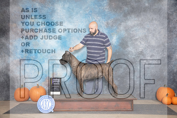 Cane Corso #15 Sun WDBOB NCH Judge Hal Biermann__JP_9543_Humble_2024_HR3