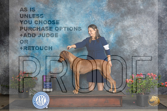 Rhodesian Ridgeback #18 Fri OHBOB OHG1 Judge Elizabeth ‘Beth’ Sweigart__JP_6134_San Antonio_2024_HR3