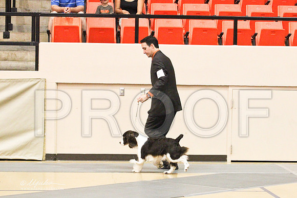 Spaniels(EngSpri)-4607LR