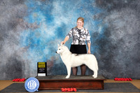 Siberian Husky #6 Sun G3 Judge Beth Downey
