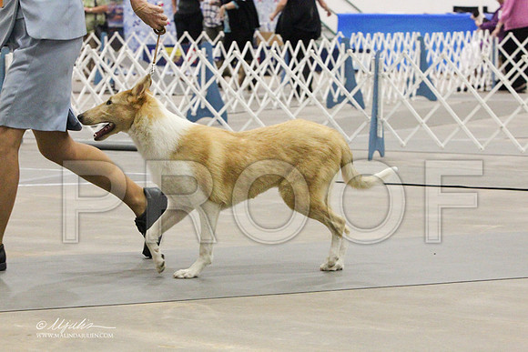 CollieS-7853LR