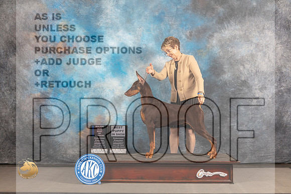 Doberman Pinscher # WED WD BOW BP Judge Barbara Alderman_MJ_2440_Houston_2022_HR3