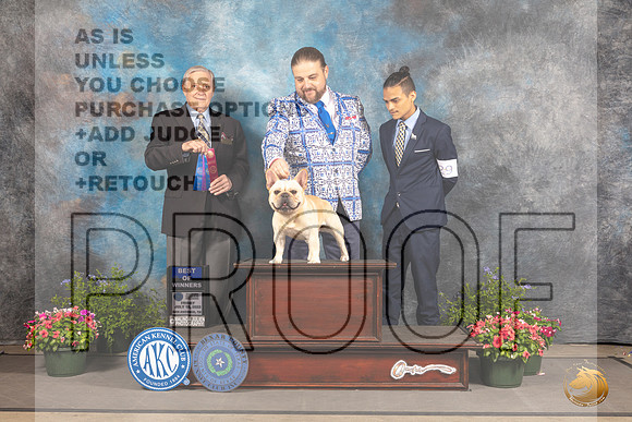 French Bulldog #? Fri OHBOBBOW Judge David Bolus_MJ_0066_SA_2022_HR3