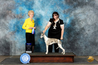 Whippet #6 Sun BOW Judge June Penta