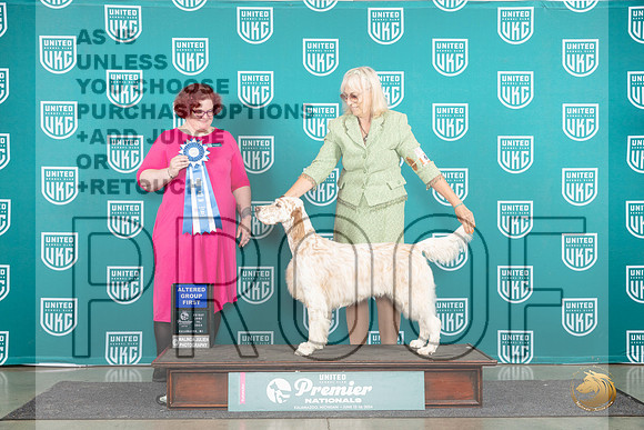 English Setter #609 Fri AG1 Judge Tracy Karsjens__JP_1799_Premier_2024_HR3