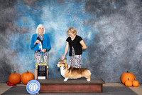 Pembroke Welsh Corgi #5 Sat BOWM NCH Judge Jan Paulk