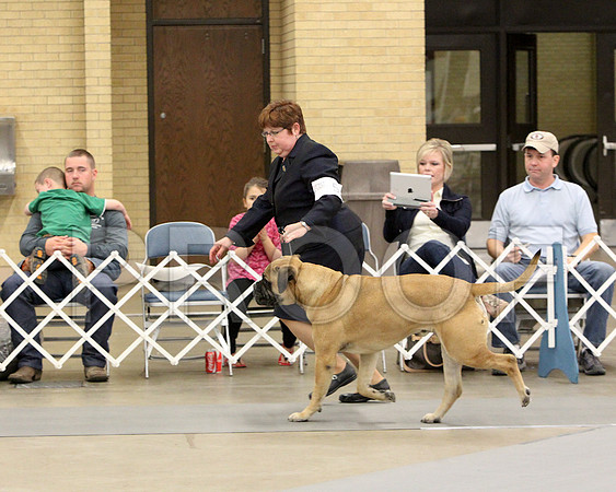 6-8VetSweeps-7248