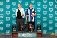 American Hairless Terrier #719 #720 Fri DASH Titles Judge Cindy Sanders