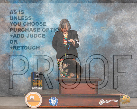Pomeraian #9 Thurs BOW Judge Denny MounceMMJ_2305_Mdlnd2022_HR3