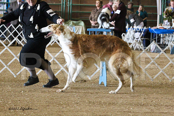 Borzoi-5534