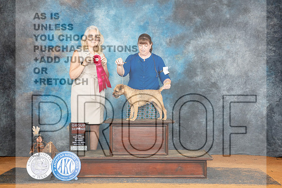 Border Terrier #5 Sun G2 Judge Pamela Wilson__JP_8890_MARSHALL_2024_HR3