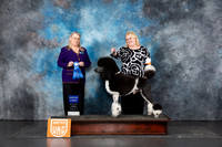 Poodle Std MC #208 Sun G1 Judge Terri Rein