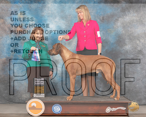 Rhodesian Ridgeback #5 Thurs BOW Judge Donnelle RichardsMMJ_2344_Mdlnd2022_HR3