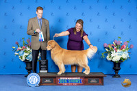 Golden Retriever #17 SAT WD BOW M Judge Ronald Freeman