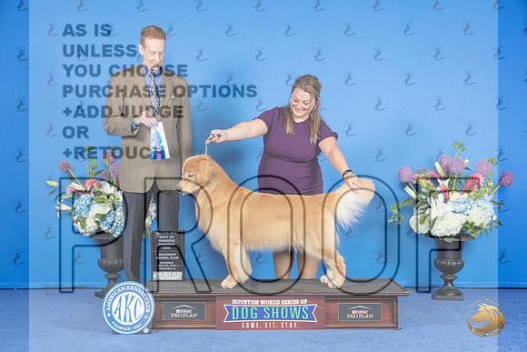 Golden Retriever #17 SAT WD BOW M Judge Ronald Freeman__JP_9959_Houston_2024_HR3