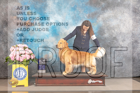Golden Retriever #55 WED BOW Major Judge Richard Powell *R*_MJ_3720_Houston_2022_HR3