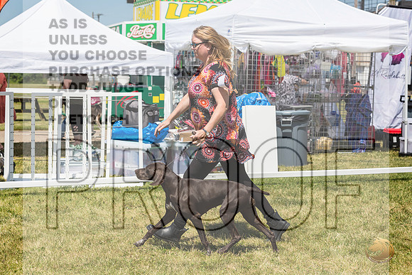 German Shorthaired Pointer Rings Wed_JJL_1854_Premier_2024_HR3