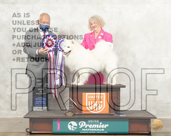 American Eskimo #440 Wed BOB Judge Stan Matsumoto_MMJ_6825_Premier_2022_HR3