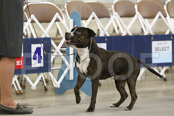 AmStaff-1120