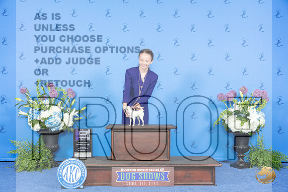 Chihuahua Smooth #12 THUR WBM Judge Sandra Lex__JP_7982_Houston_2024_HR3