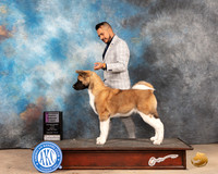 Akita #9 Sun PBOBPG1 Judge Thomson Stanfield Jr