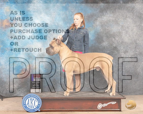 Cane Corso #11 Sun WDBOS Judge Eric Liebes-MMJ_4570-Abilene2022-HR3