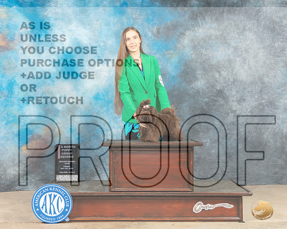 Shih Tzu #10 Fri PG2 Judge Thomson Stanfield Jr-MMJ_2966-Addison2022-HR3