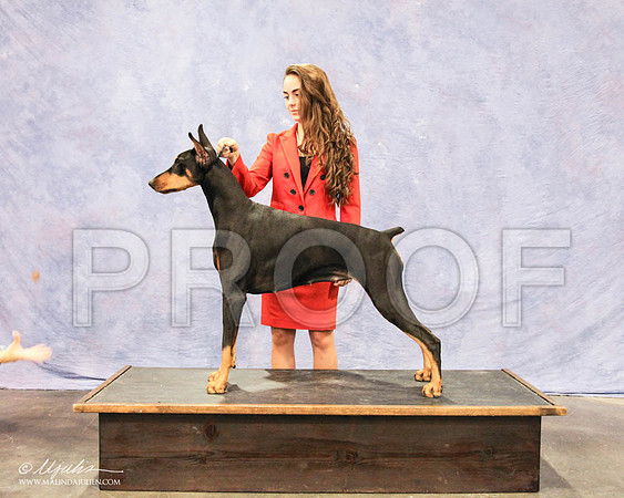 Dobe-6391 PROOF