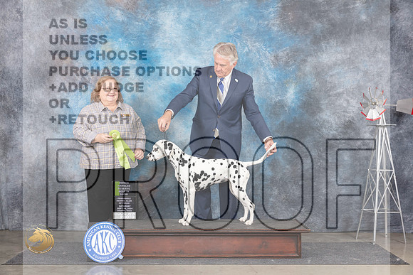 Dalmatian #6 Sat OHRBIS Judge Ann Roth__JP_6099_Amarillo_2024_HR3