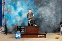 Boston Terrier #10 Fri BOBOHBOBNGChS Judge Thomson Stanfield