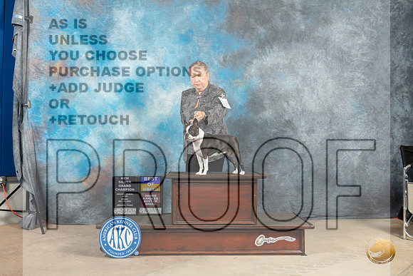 Boston Terrier #10 Fri BOBOHBOBNGChS Judge Thomson Stanfield-MMJ_2783-Addison2022-HR3