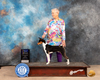 Basenji #5 Sun BOBBOW Judge Patricia Trotter