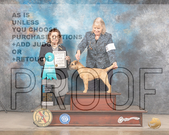 Border Terrier #5 Sun OHBIS Judge Donnelle RichardsMMJ_5911_Mdlnd2022_HR3