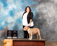 American Bully #236 Sun1 Ch Judge Sonia Yearwood
