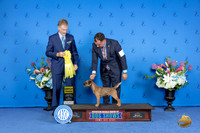 Border Terrier #11 FRI G3 Judge Ronald Freeman
