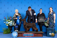 Field Spaniel #7 THUR G1 Judge Nancy Liebes