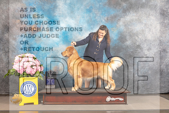 Golden Retriever #55 THUR WD BOW Major Judge Richard Powell_MJ_3687_Houston_2022_HR3