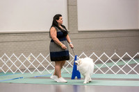 American Eskimo Ring Fri Ring 1 2
