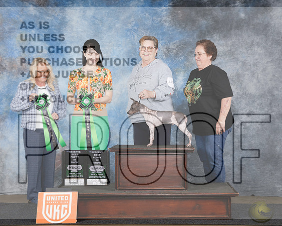 American Hairless Terrier # Fri PupRBIS Judge Chandra MartinAmerican Hairless Terrier # Fri PupRBIS Judge Chandra Martin_WP_3905e-UKC UDOG Longview Jan 31 - Feb 2 2025-HR3