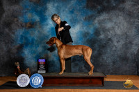 Rhodesian Ridgeback #5 Fri BOBOHBOB Judge Karen Hynek