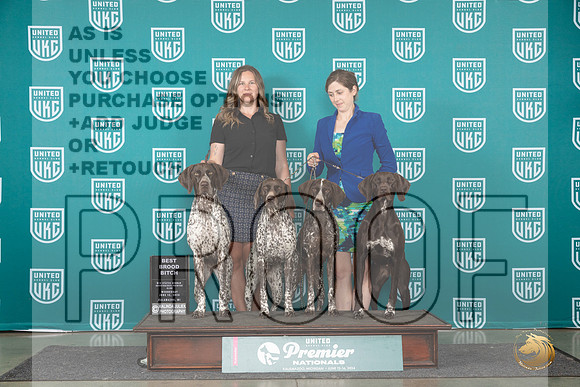German Shorthaired Pointer #771 Wed BBE Judge Jeane Hegar__JP_2365_Premier_2024_HR3