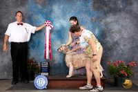 English Setter #J600 Sat BJr Judge Elizabeth ‘Beth’ Sweigart
