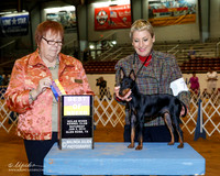 Manchester Terrier Toy #7 Sat BOB Lew Oleson
