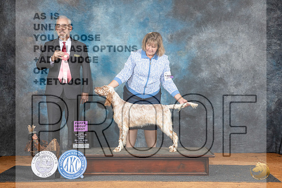 English Setter #10 Fri PG1 Judge Dale Martensen__JP_7287_MARSHALL_2024_HR3