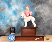Bedlington Terrier #7 Sun BOWBOSM Judge Mary Jane Carberry
