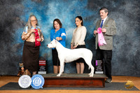 Dogo Argentino #6 Sat G2 Denise Dean OHG1 Judge Jim Fehring